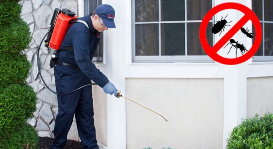 Bulanık Fare İlaçlama böcek ilaçlama ve haşere kontrolü — ilaclama-tr.com